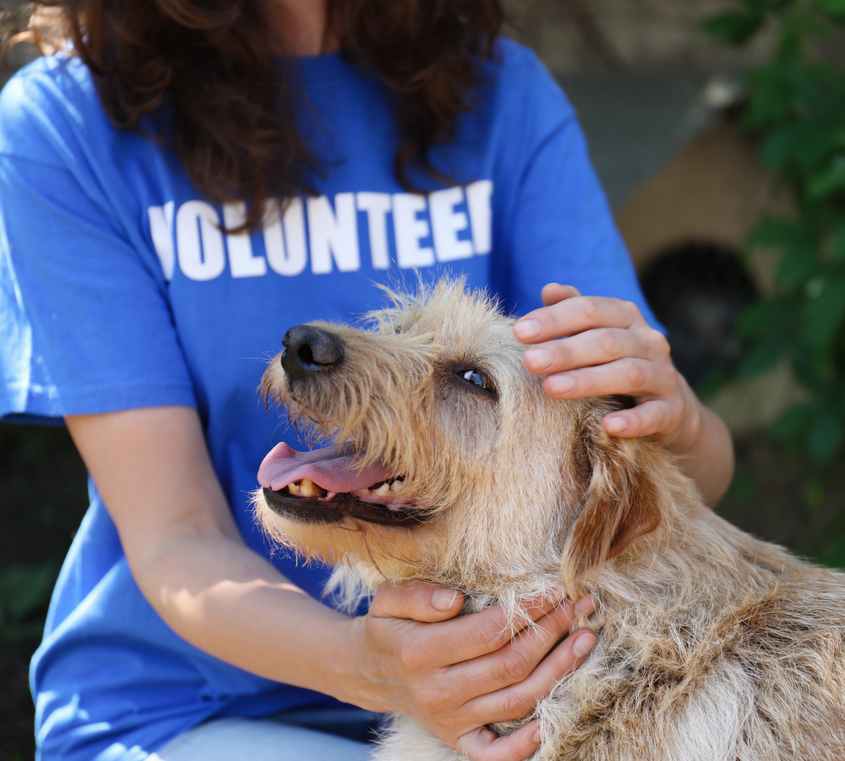 Volunteer petting a dog